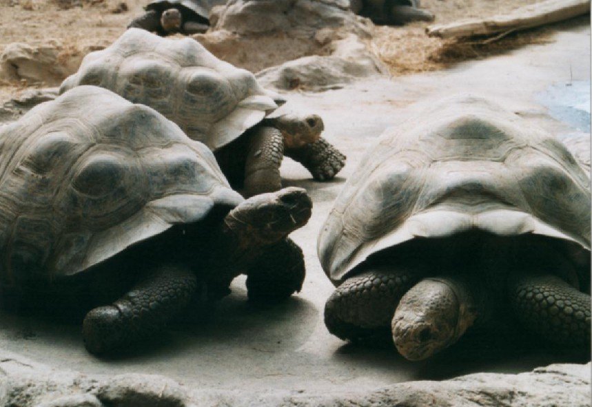 2003032230 blijdorp schildpadden